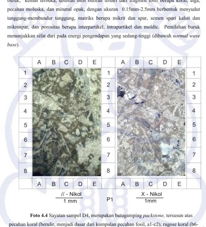 Foto 4.4 Sayatan sampel D4, merupakan batugamping packstone, tersusun atas  pecahan koral (berulir, menjadi dasar dari kumpulan pecahan fosil, a1-c2), rugose koral 
