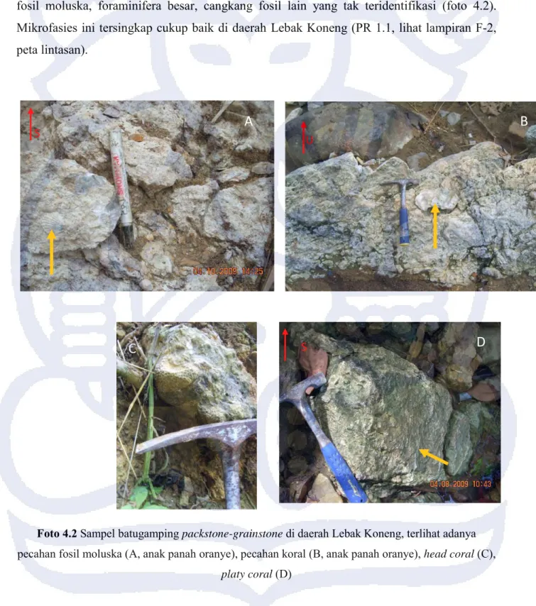 Foto 4.2 Sampel batugamping packstone-grainstone di daerah Lebak Koneng, terlihat adanya  pecahan fosil moluska (A, anak panah oranye), pecahan koral (B, anak panah oranye), head coral (C), 