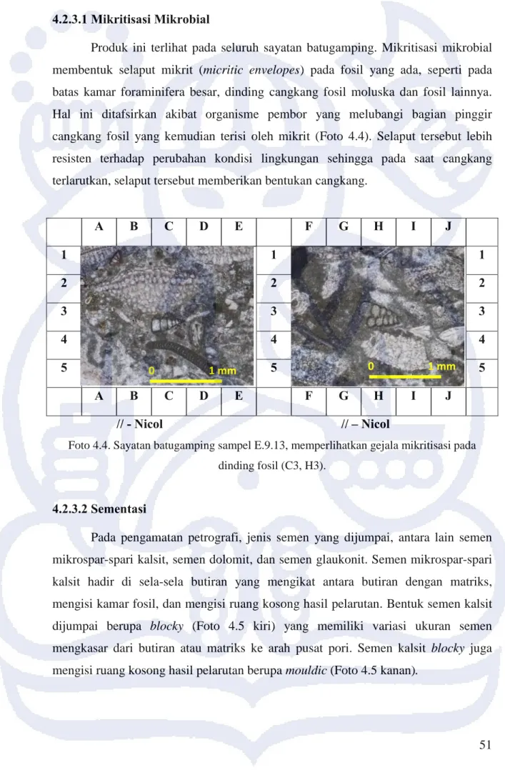 Foto 4.4. Sayatan batugamping sampel E.9.13, memperlihatkan gejala mikritisasi pada  dinding fosil (C3, H3).