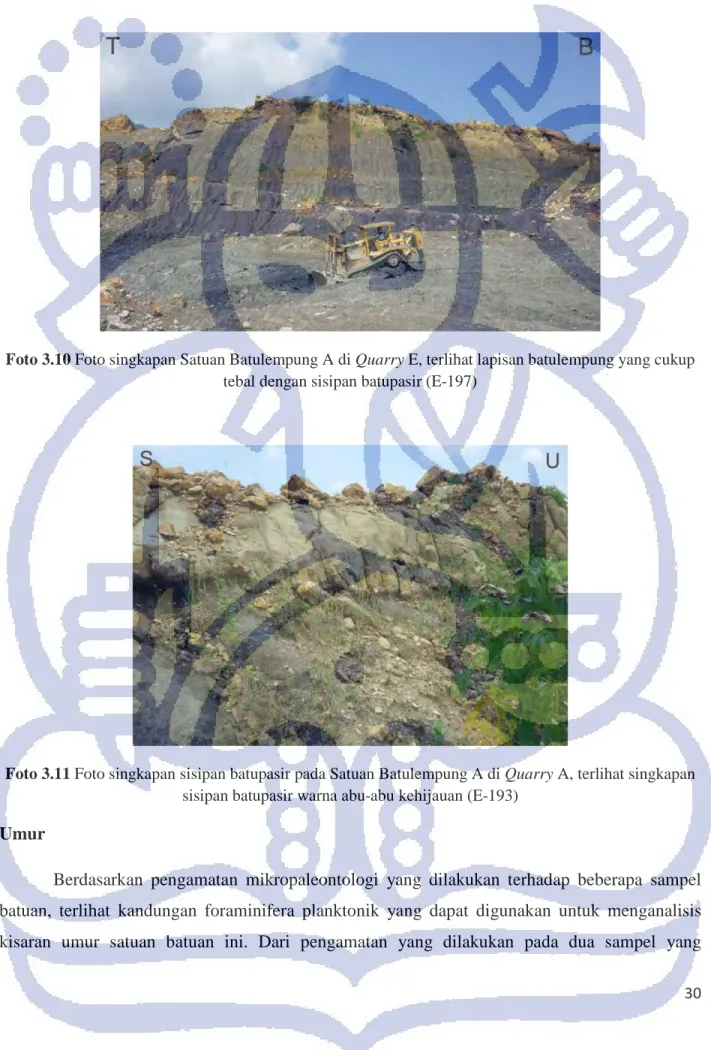 Foto 3.11 Foto singkapan sisipan batupasir pada Satuan Batulempung A di Quarry A, terlihat singkapan  sisipan batupasir warna abu-abu kehijauan (E-193) 