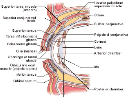 Gambar 2.1. Anatomi Konjungtiva 