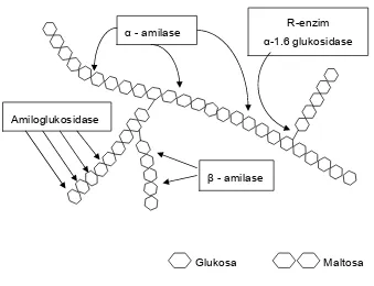 Gambar 3 Pengaruh dari aktivitas enzim amilase pada amilopektin. 