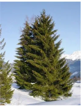 Gambar 4.Tanaman dari Kelas Coniferae : Pinus merkusii 