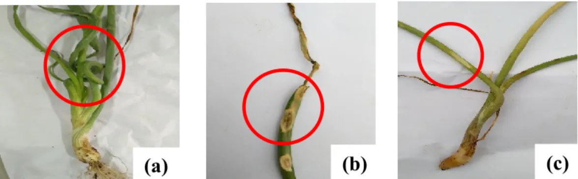 Gambar 1 Ciri-ciri penyakit yang menyerang tanaman bawang merah a) Fusarium  oxysporium b) Colletotrichum sp