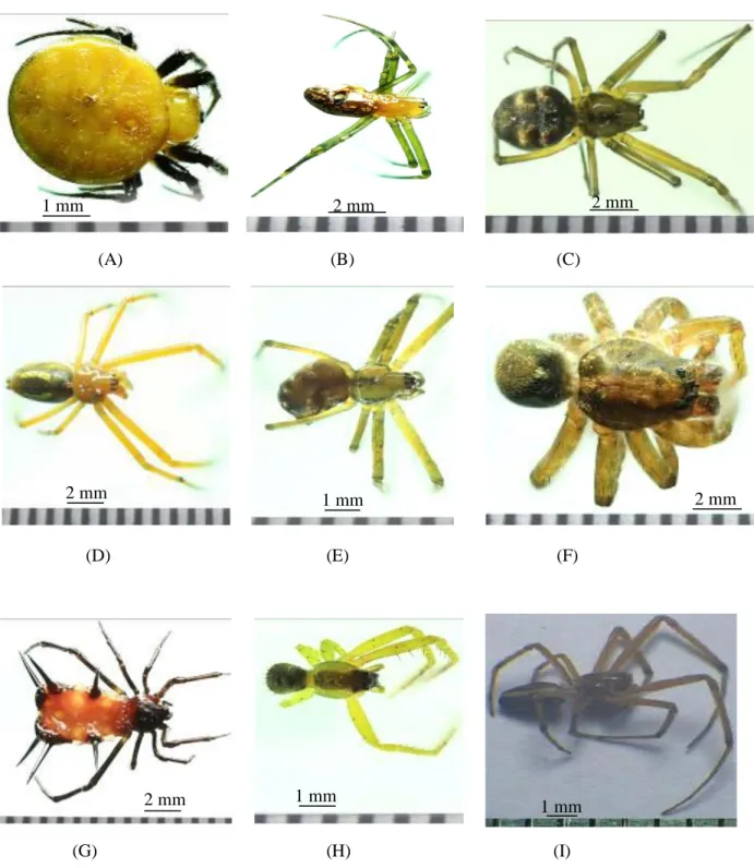 Gambar  1.  Jenis  laba-laba  famili  araneidae  pada  kawasan  Cagar  Alam  Lembah  Anai    a)  Acusilas sp