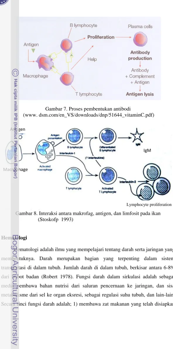 Gambar 7. Proses pembentukan antibodi 