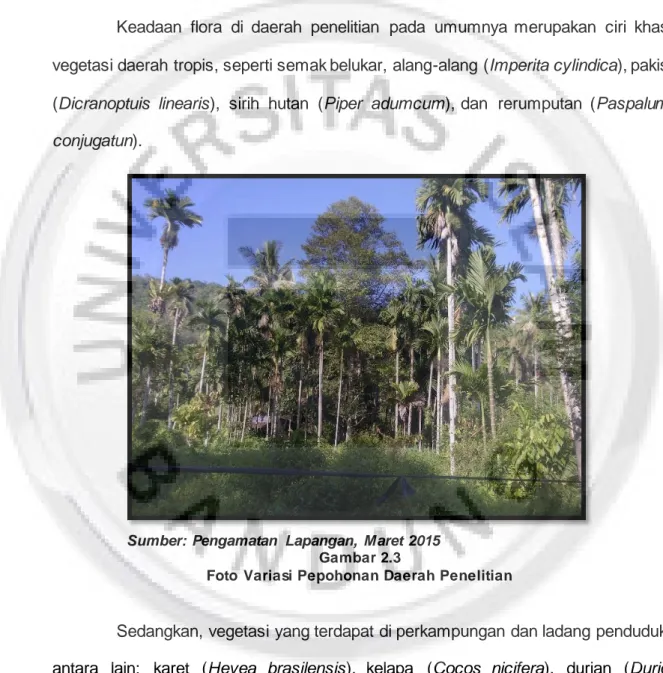 Foto  Variasi Pepohonan Daerah Penelitian 
