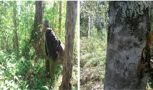 foto 5 dan 6         :  pembersihan  dengan  cara  manggarambas  tumbuh-tumbuhan   yang  mengangu  pohon  dan  membersihan  sarindan  (  paku-pakuan)  yang  lengket  di  pohon kemenyan