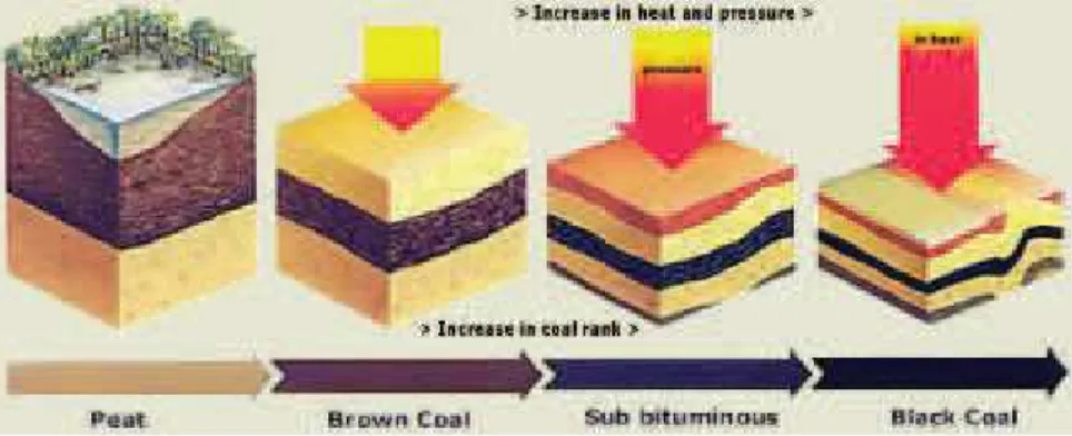 Gambar 2.3 Proses Pembentukan batu bara  Sumber: http://www.australiancoal.com.au/origins.htm