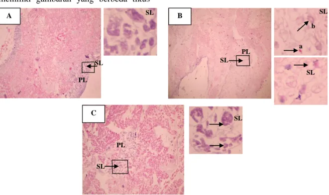 Gambar 5.1  Histopatologi jaringan pankreas tikus hasil pewarnaan HE (400x)