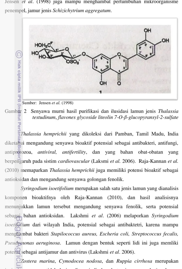 Gambar  2    Senyawa  murni  hasil  purifikasi  dan  ilusidasi  lamun  jenis  Thalassia  testudinum, flavones glycoside liteolin 7-O-β-glucopyransyl-2-sulfate 