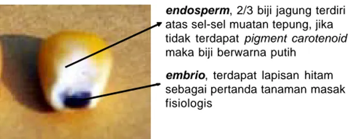 Gambar 1. Biji jagung, penciri kuning atau putih oleh terdapatnya kandungan pigment carotenoid (Sumber: Kartini 2013).