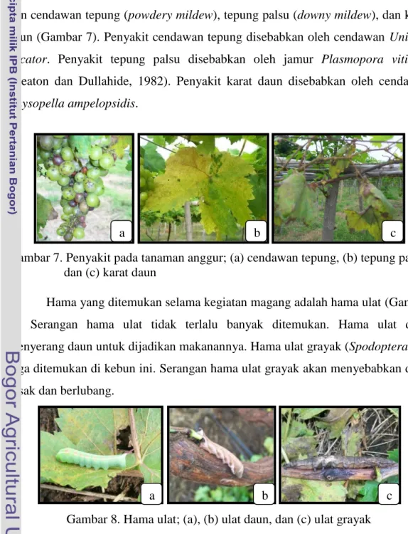 Gambar 7. Penyakit pada tanaman anggur; (a) cendawan tepung, (b) tepung palsu,    dan (c) karat daun 
