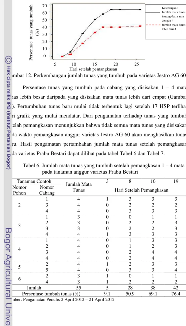 Gambar 12. Perkembangan jumlah tunas yang tumbuh pada varietas Jestro AG 60  Persentase  tunas  yang  tumbuh  pada  cabang  yang  disisakan  1  –  4  mata  tunas  lebih  besar  daripada  yang  disisakan  mata  tunas  lebih  dari  empat  (Gambar  12)