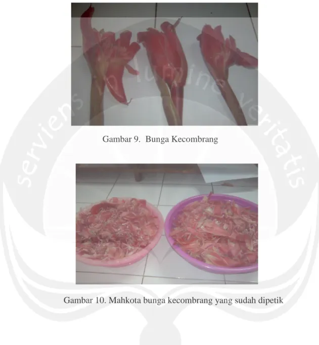 Gambar 9.  Bunga Kecombrang 