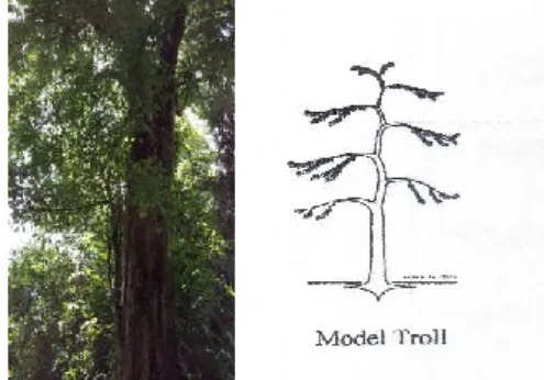 Gambar 3. Aleurites moluccana Willd. (kemiri) 4.  Model Troll 