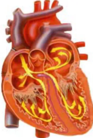 Gambar 2.5 Aliran darah pada jantung 