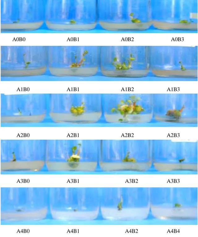 Gambar 11. Kondisi Pertumbuha n dan Perkembangan Planlet  Anthurium andreanum  Pada Berbagai Kombinasi IAA dan BAP  