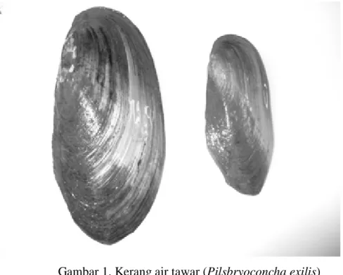 Gambar 1. Kerang air tawar (Pilsbryoconcha exilis) 