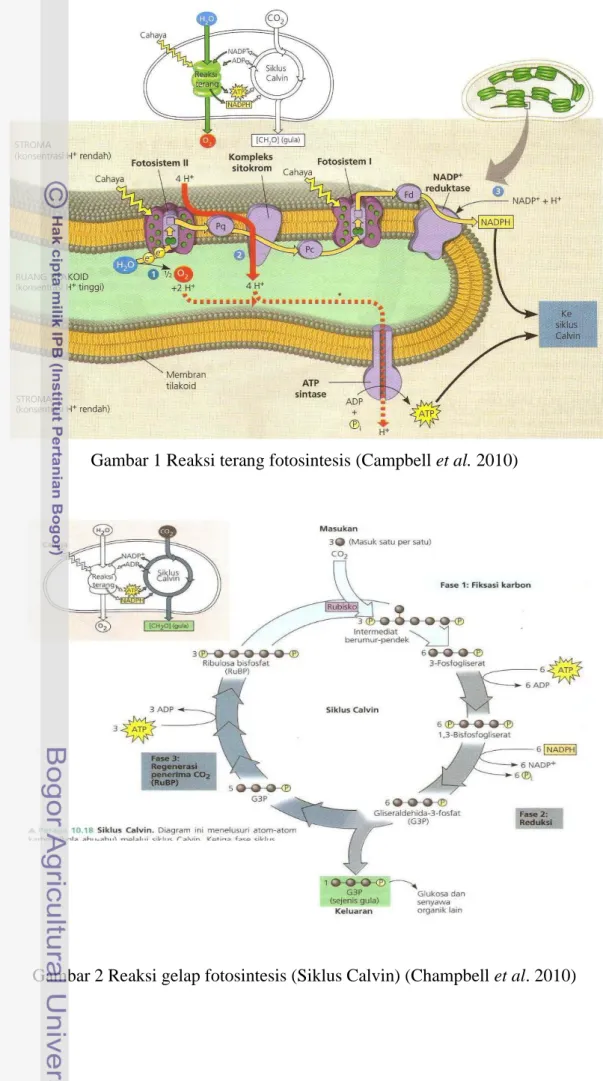 Gambar 2 Reaksi gelap fotosintesis (Siklus Calvin) (Champbell et al. 2010) 