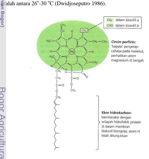 Gambar 3 Struktur molekul klorofil (Chambell et al. 2010) 
