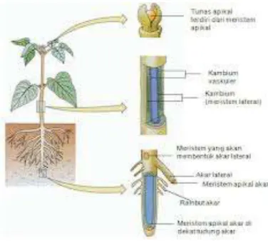 Gambar 1.1 Struktur akar 
