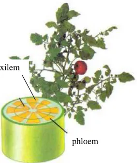 Gambar 1.3 Xilem dan floem tumbuhan terletak di  dalam berkas pengangkut 