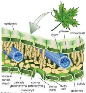 Gambar 1.4 Struktur anatomi daun 