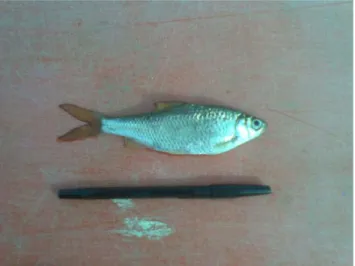 Gambar 1. Ikan Bilih Segar dari Danau Toba 