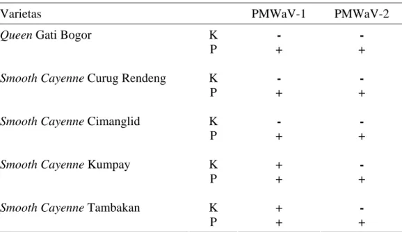 Tabel 5  Analisis kualitatif TBIA lima varietas tanaman nanas yang diinokulasi  PMWaV 