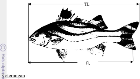 Gambar 6 Pengukuran panjang total dan cagak ikan  Analisis Data 