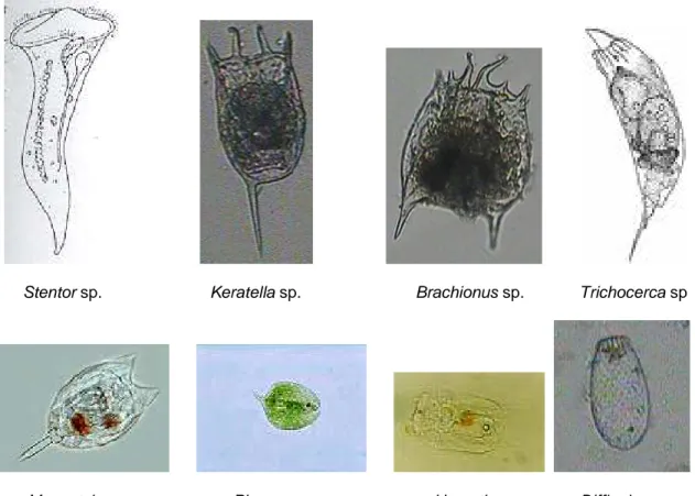 Gambar 3.   Jenis-jenis zooplankton daerah Sungsang, Sumatera Selatan