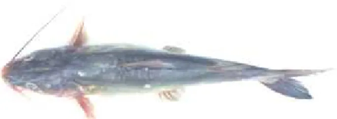 Gambar 1. ikan baung.