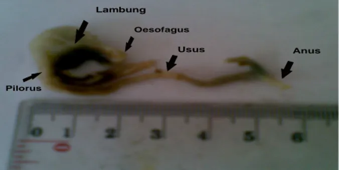 Gambar 1. Contoh label data contoh isi lambung ikan.