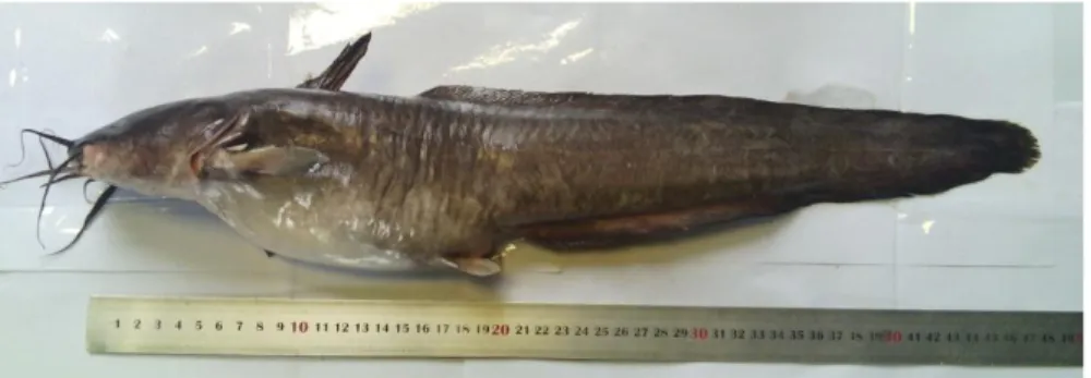 Gambar 2.1 Ikan Sembilang (Plotosus canius Hamilton-Buchanan, 1822,  ( Dokumentasi Pribadi, 2016 )