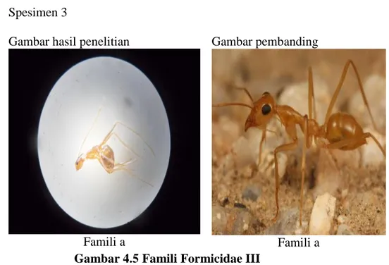 Gambar 4.5 Famili Formicidae III   