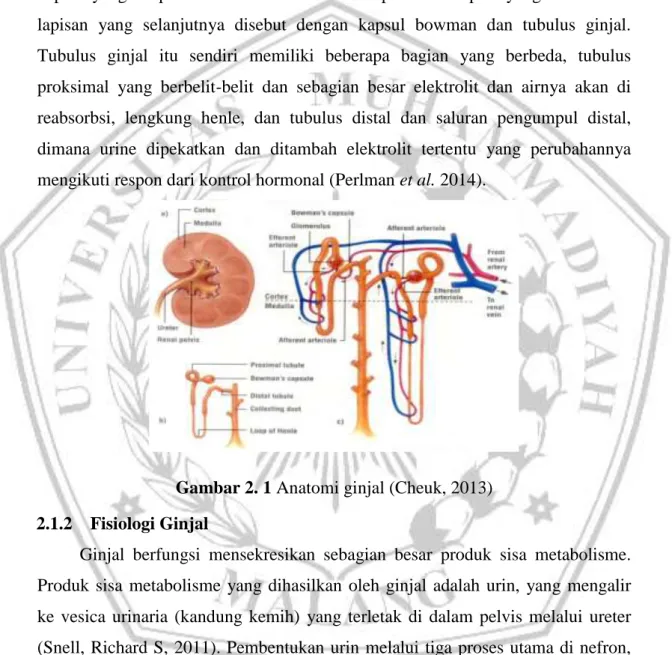Gambar 2. 1 Anatomi ginjal (Cheuk, 2013)  2.1.2  Fisiologi Ginjal 