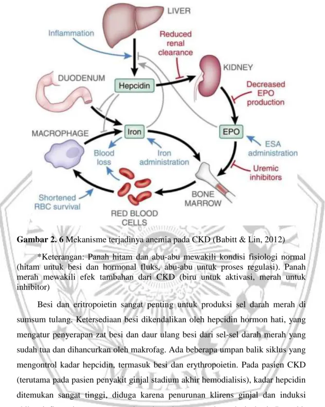 Gambar 2. 6 Mekanisme terjadinya anemia pada CKD (Babitt &amp; Lin, 2012) 