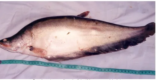 Gambar 1.  Ikan belida (Notoptera chitala). 