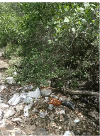 Gambar 3.1 Sampah di Mangrove Lokasi/Stasiun 1, Sampel 3 (Selatan Jalan) 