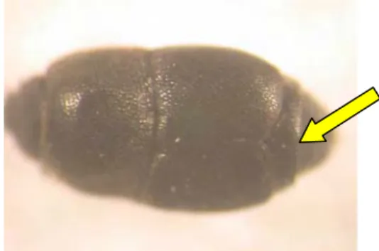 Gambar 7 Hololepta sp c. Sinoxylon anale (Bostrichidae)