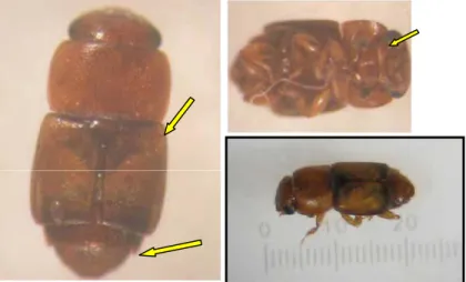 Gambar 6. Carpophilus sp. (Yani Dawy 2009) (Ket. : a : spot pada elitra, b : dua ruas terakhir dari abdomen terlihat dengan jelas dan c : antena yang ujungnya membesar (clubbed)