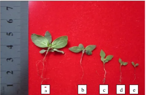 Gambar  1.  Pertumbuhan  Chromolena  odorata  L.  dengan  pemberian  berbagai  konsentrasi ekstrak daunAgeratum conyzoides L