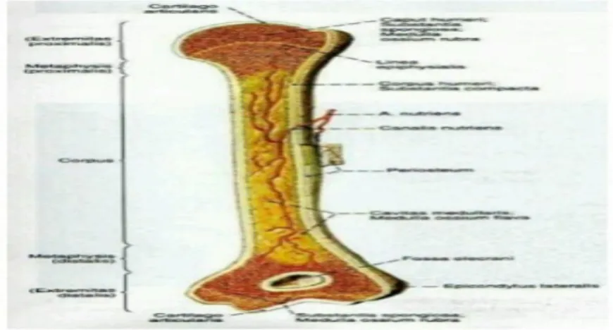 Gambar 1. Anatomi tulang