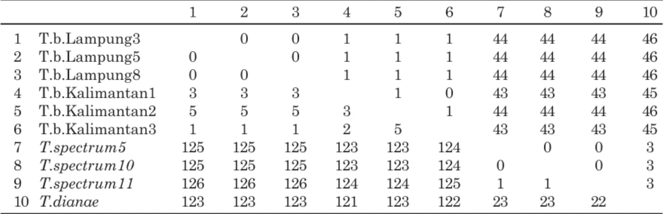 Tabel 2. Matriks perbedaan nukleotida (kiri bawah) dan asam amino (kanan atas) ND6 Tarsius sp