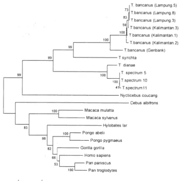 Gambar  5. Pohon filogenetik Tarsius sp.dan primata lain berdasar sekuen asam amino (171aa) ND6 menggunakan metode Neighbor joining dengan bootstrap 1000 x