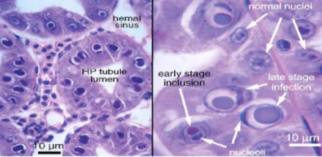 Gambar  di  atas  menunjukkan  nucleus  dari  sel  yang  terinfeksi  virus  IHHNV  pada  organ  antennal  gland  udang  vaname.Gambar  diambil  dari  udang  vaname  yang  memiliki  bentuk  organ  antenna  yang  mengalami  perubahan  bentuk  tidak  normal
