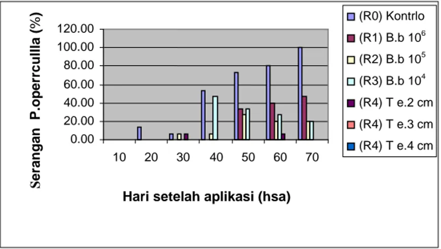 Grafik 1. Persentase serangan P. operkulella akibat perbedaan perlakuan pengendalian  Tabel 2