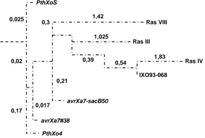 Gambar 5. Jarak genetik antara masing-masing ras/isolat uji yang digunakan dengan gen  AvrBs3/PthA, yaitu PthXoS dan avrXa7sacB50