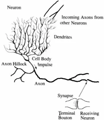 Gambar 3 Neuron berkerja berdasarkan sinyal yang diterima melalui sinapsis  (Kusumadewi, 2003)